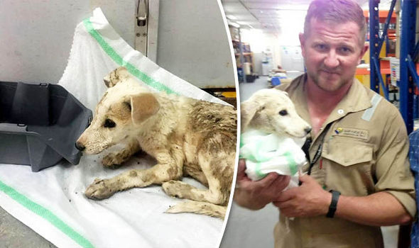 puppy 673715 - Солдат спас щенка из рук террористов в Ираке