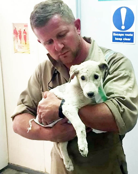 Солдат спас щенка из рук террористов в Ираке