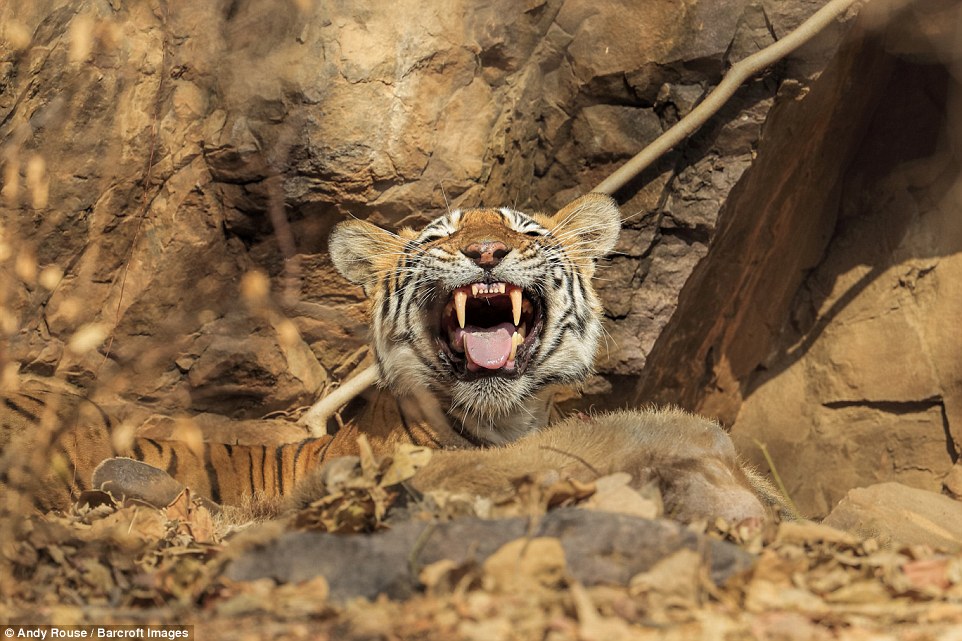 13 - Фотограф провел около месяца в засаде чтобы заснять охоту тигра