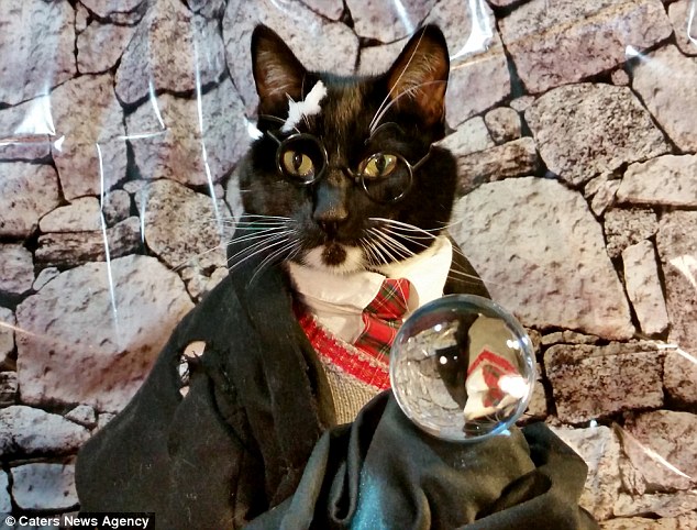 Сантехник стал знаменитым благодаря косплеям, которые он делает при помощи своих кошек
