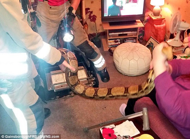 35BDF85A00000578 3663569 image a 27 1467105356435 - Женщина заставила пожарных спасти свою домашнюю змею, которая осталась в горящем доме