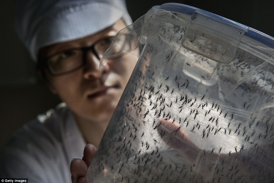 В Китае создан самый крупный в мире завод для разведения комаров