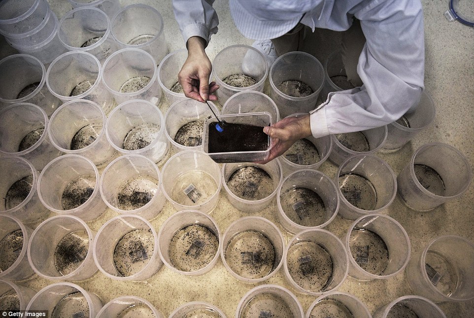 В Китае создан самый крупный в мире завод для разведения комаров
