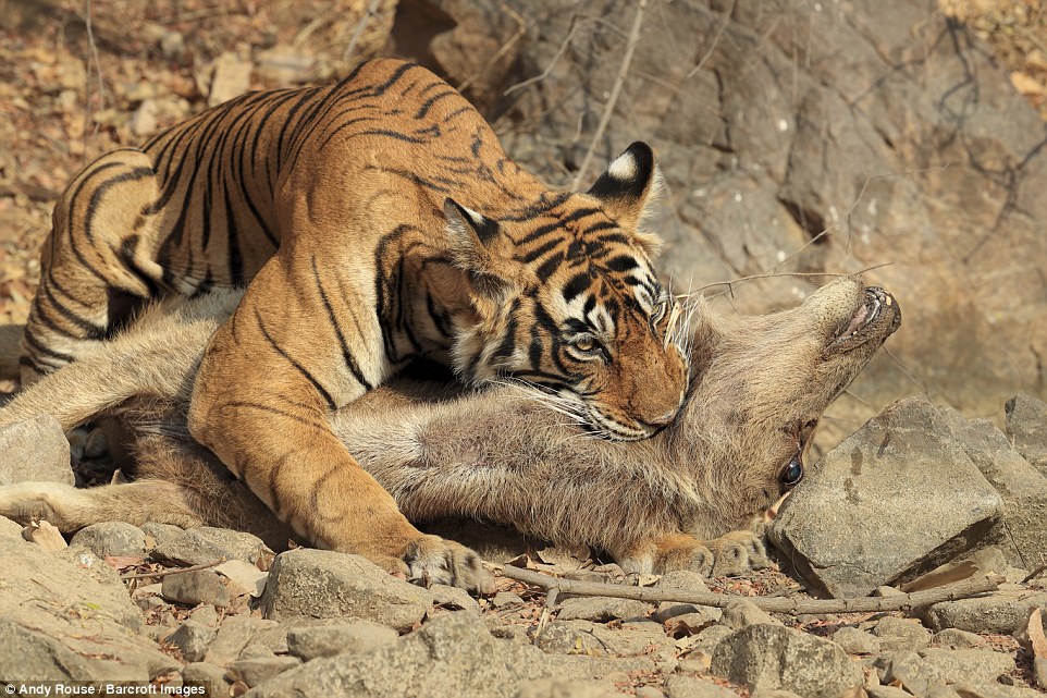 Фотограф провел около месяца в засаде чтобы заснять охоту тигра