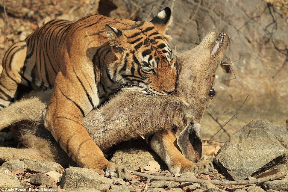 Фотограф провел около месяца в засаде чтобы заснять охоту тигра