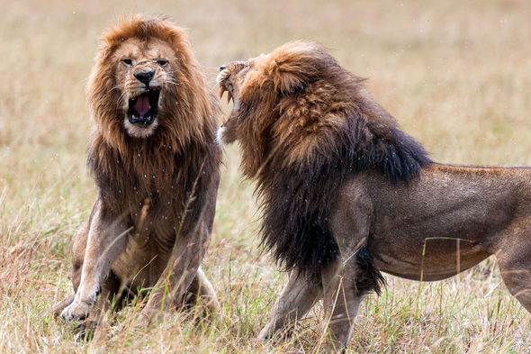 Animal photographer capture lion fight 566512 - Фотограф заснял драку двух львов