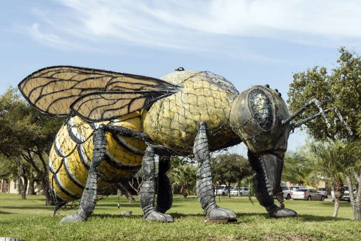 BBtRn3d - В Западном Техасе появились африканские пчелы-убийцы
