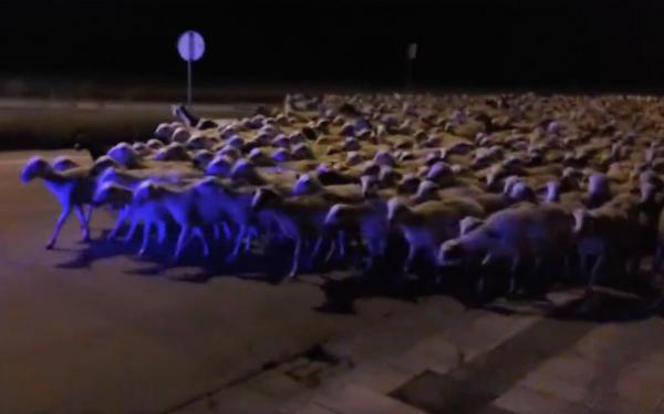 Flock of 1000 sheep invade Spanish city - Огромное стадо овец захватило испанский город