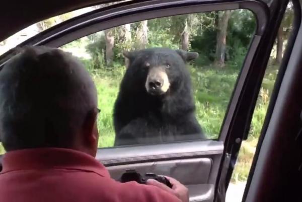 Hitchhiking black bear panics family by opening car door - Черный медведь забрался в автомобиль с людьми