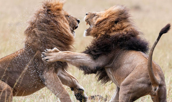 Фотограф заснял драку двух львов