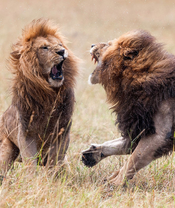 Фотограф заснял драку двух львов