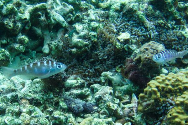 Monogamous hermaphrodite fish switch gender 20 times a day - Ученые обнаружили рыб, способных менять пол более 20 раз в день