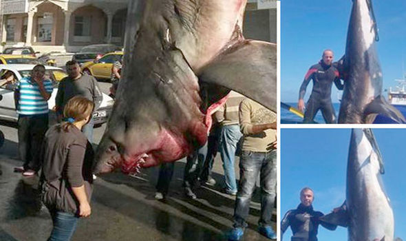 Monster Shark 679179 - В Средиземном море выловили акулу-людоеда