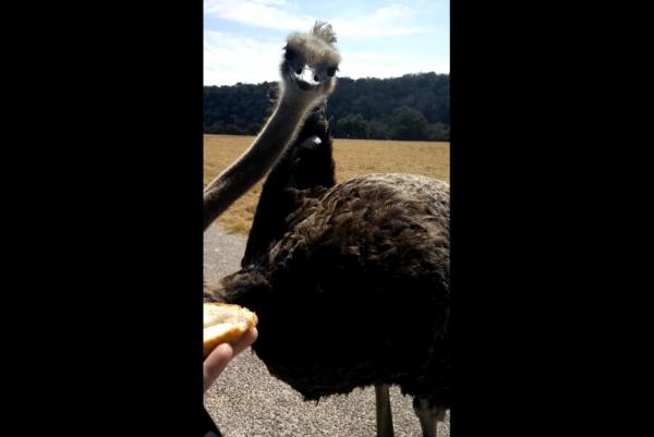 Ostrich steals phone from visitor to Texas safari park - В сафари-парке Техаса страус похитил телефон у посетителя