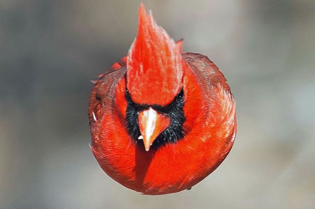 PAY A Northern Cardinal that looks like a real life angry bird - Фанаты Angry Birds обнаружили реальный аналог птицы из игры
