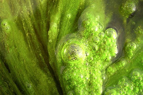Researchers trying to build houses out of algae - Австралийские ученые собираются строить дома из водорослей