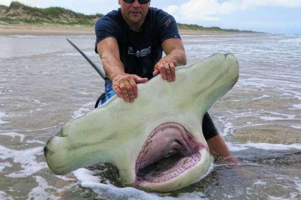 Texas fisherman lands enormous 13 foot hammerhead shark - Техасский рыбак выловил акулу при помощи обычной удочки
