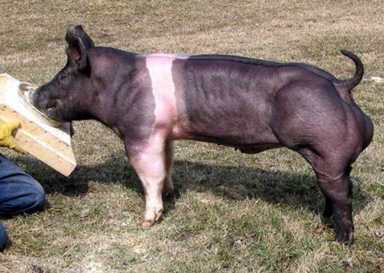 Порода свиней боди