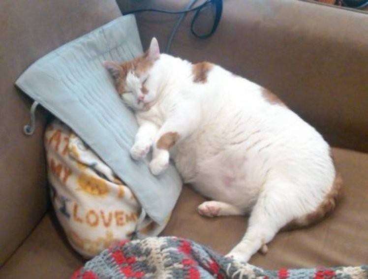 10 самых толстых котов в мире
