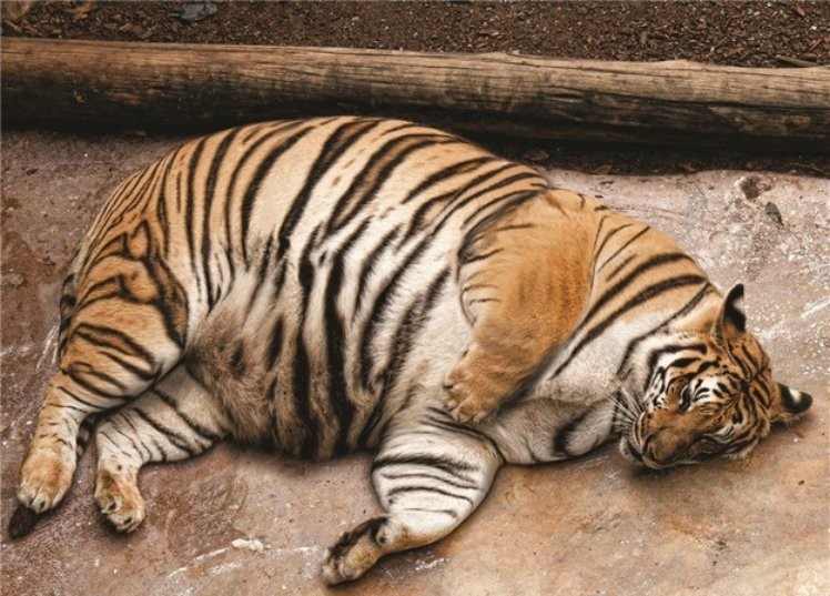 10 самых толстых котов в мире