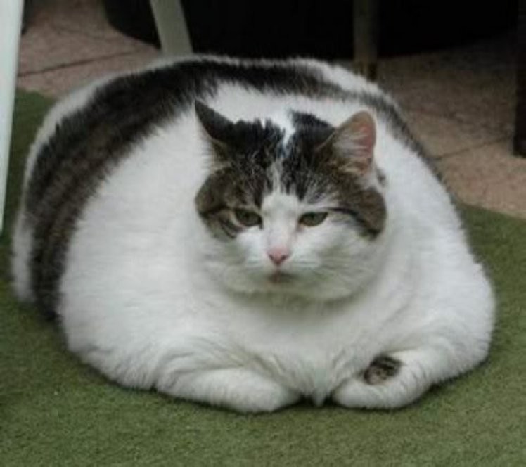 asset 25262  big no - 10 самых толстых котов в мире