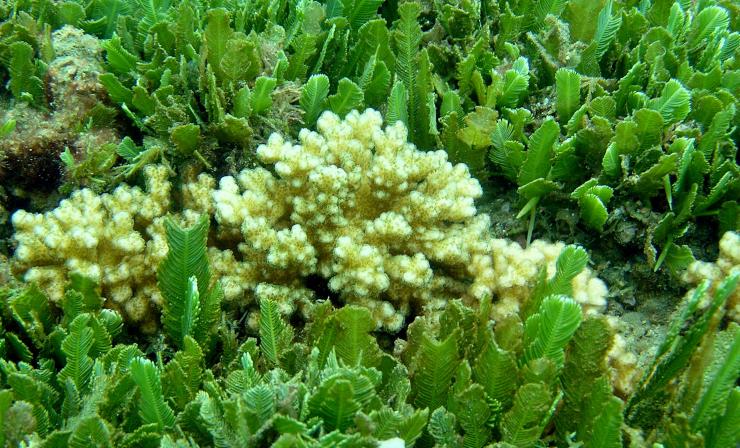 coral bleaching - Ученые нашли способ спасти Большой Барьерный риф