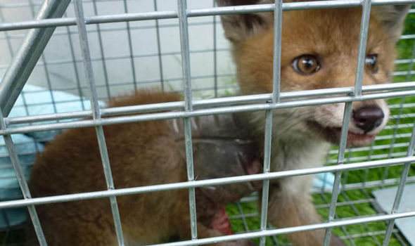 fox 680450 - Ветеринарам не удалось спасти застрявшего в бутылке лисенка