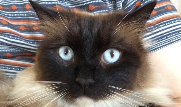 ykiyo 678493 - Британский политик собирается пожертвовать собственной жизнью, чтобы прекратить убийства котов