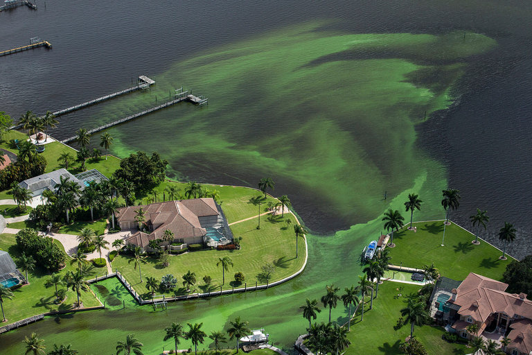 02florida1 master768 - Власти Флориды закрыли пляжи из-за огромного количества водорослей