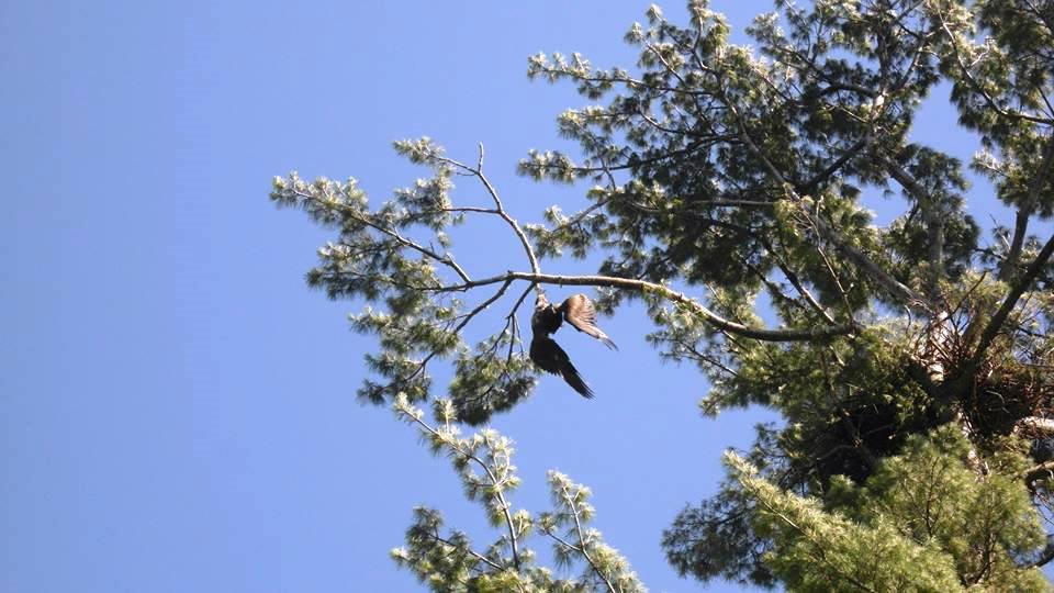 13567419 10154986965804097 3977420366905085782 n - Ветеран спас орла, запутавшегося в веревке на дереве