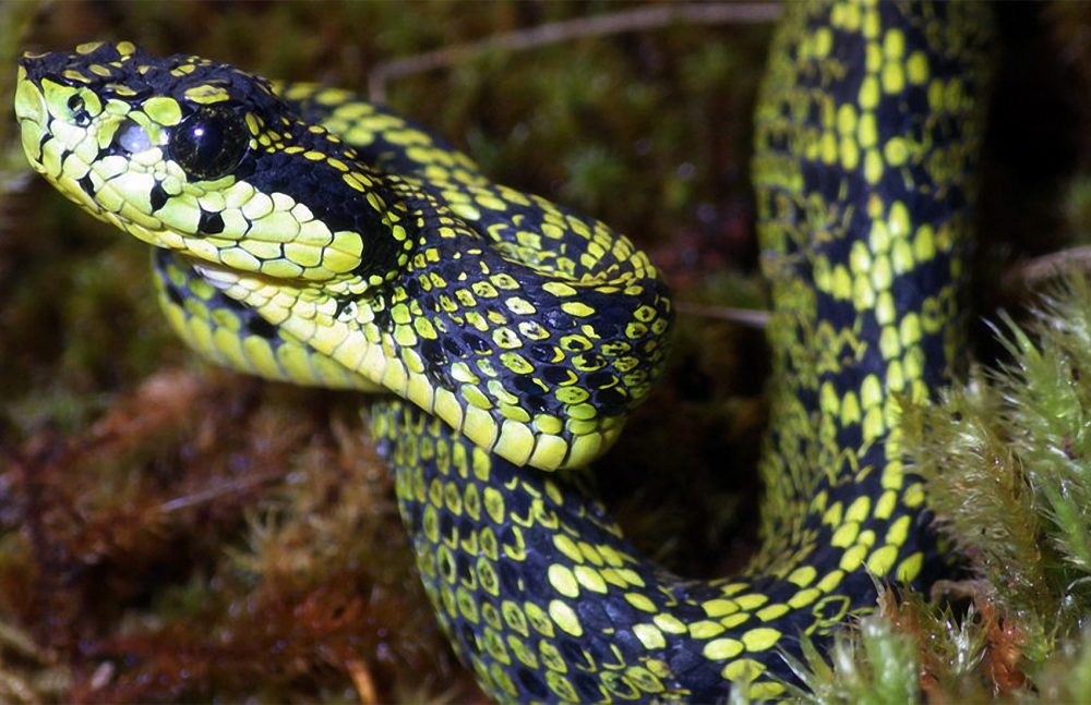 160720Snake1 1000x647 - В Коста-Рике обнаружены новые виды змей