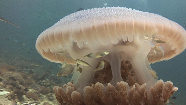 3612204B00000578 3680384 image a 3 1467977468690 - Ученые обнаружили рыб, которые используют медуз в качестве защиты