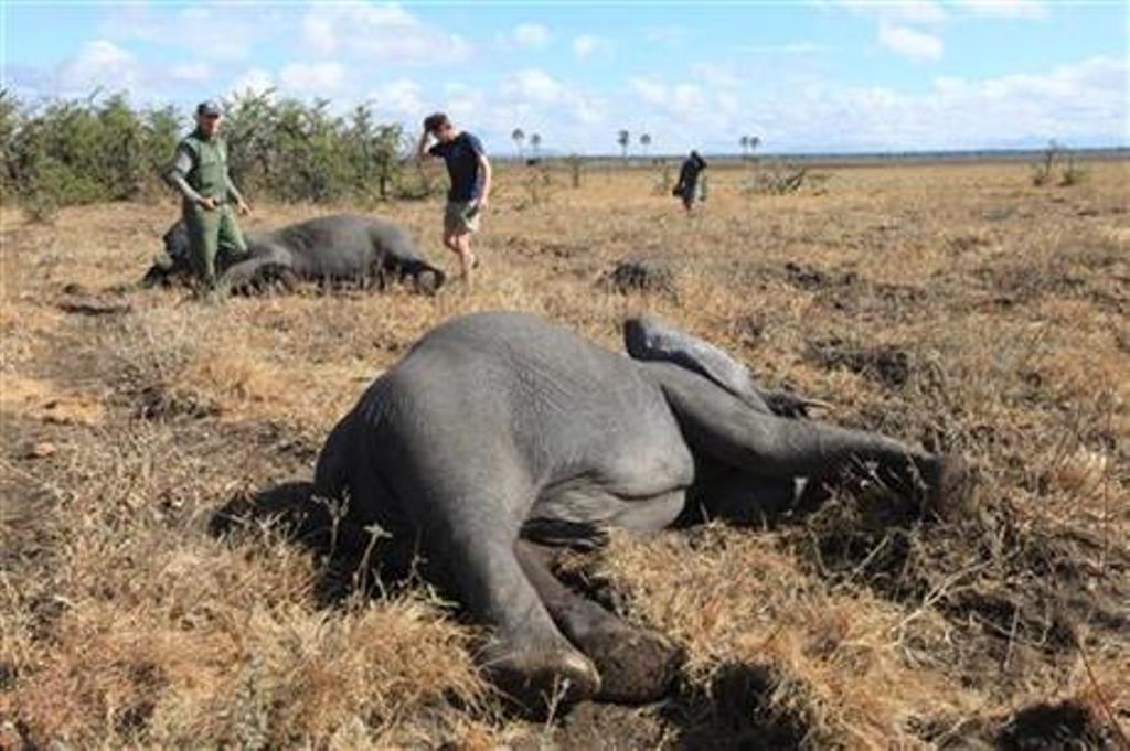 В Африке состоялось крупнейшее в истории переселение слонов