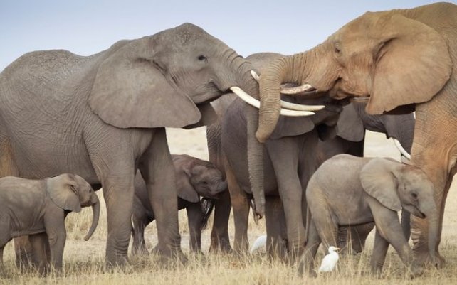 68584d20e7cf4e64e88e356d26301708 - В Африке состоялось крупнейшее в истории переселение слонов