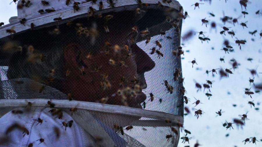 872a357f6c8852ca559ceddd1f07a856 XL - В Шри-Ланке пчелы массово нападают на людей