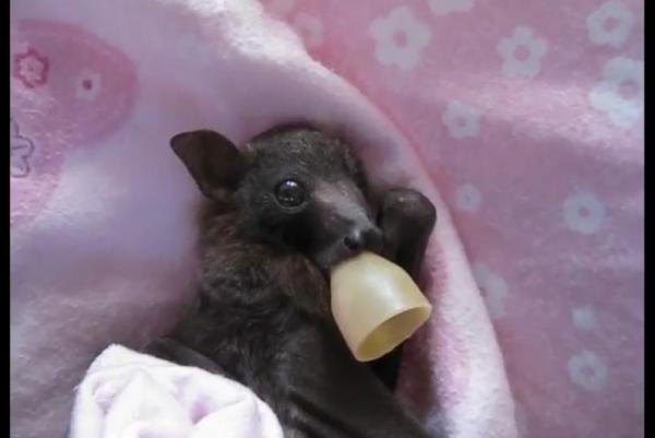 Baby flying fox soothed with pacifier at Australian bat rescue - Австралийский центр дикой природы пополнился детенышем летучей лисицы