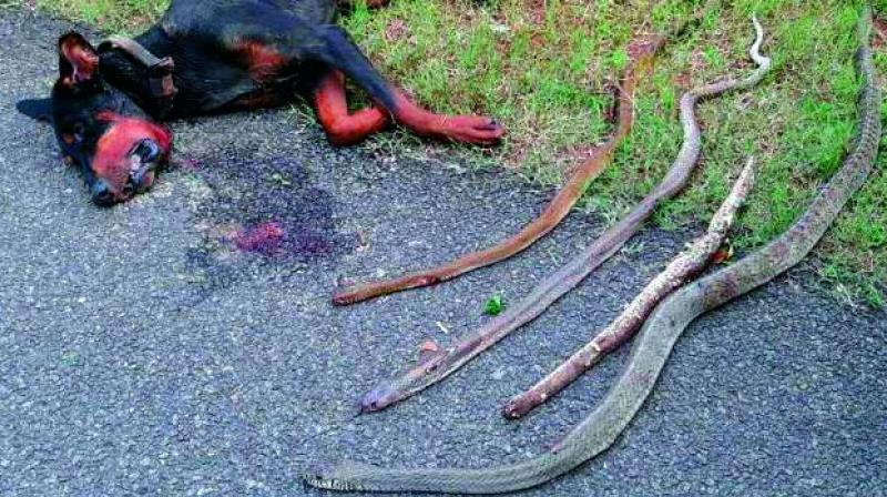 CnZtO NWYAA1ftR - Пес погиб в драке со змеями, защищая своих хозяев