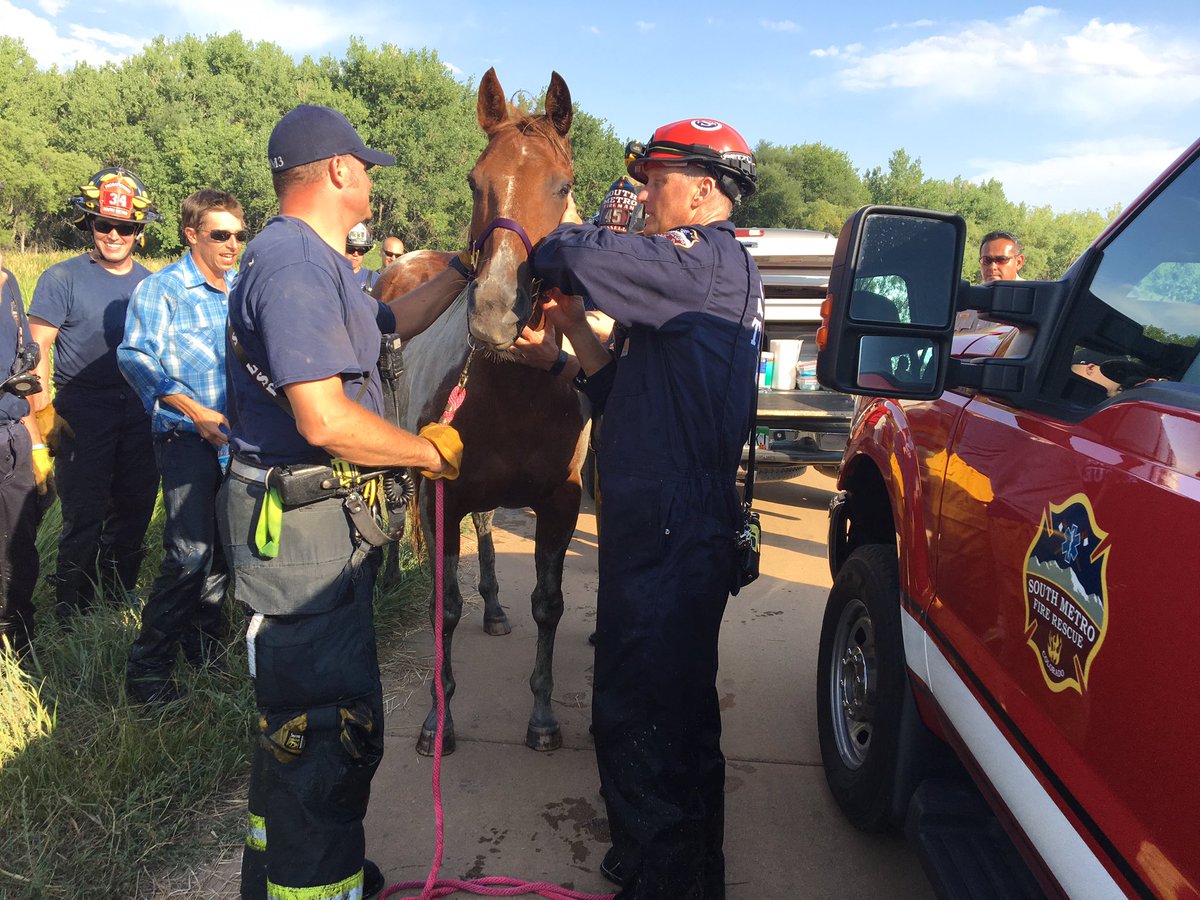 Пожарные спасли жизнь лошади, застрявшей в болоте
