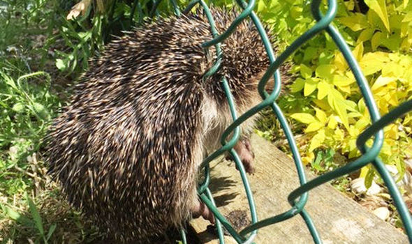 Hedgehog 689181 - Школьники спасли ежа, застрявшего в заборе детской площадки