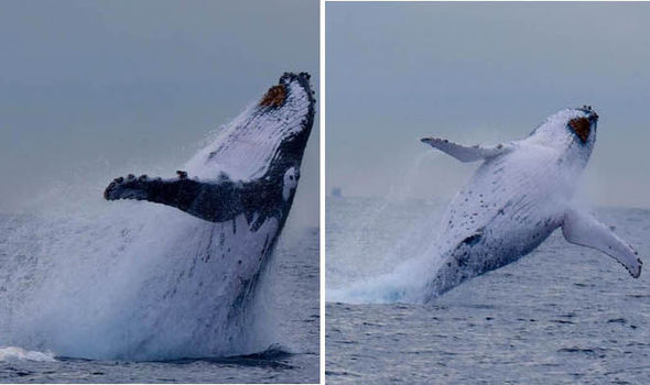 Migaloo 694355 - В Австралии белый кит обзавелся личными телохранителями
