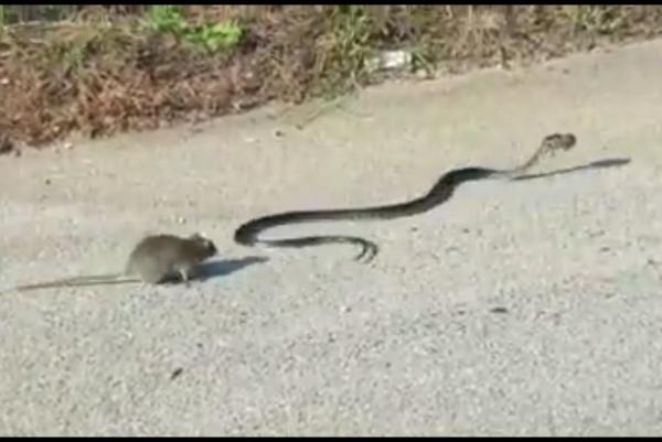 Mother rat grapples with snake to rescue stolen baby - Крыса напала на змею, чтобы защитить своих детей