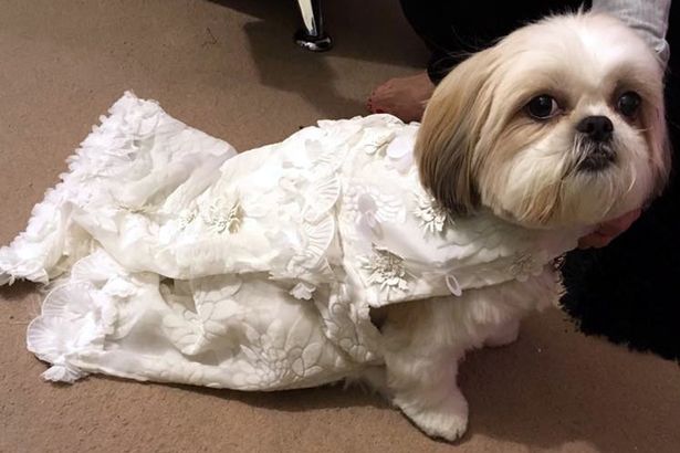 PAY Cascade elvis bella dogwed013 - Женщина потратила две тысячи фунтов на свадьбу своей собаки
