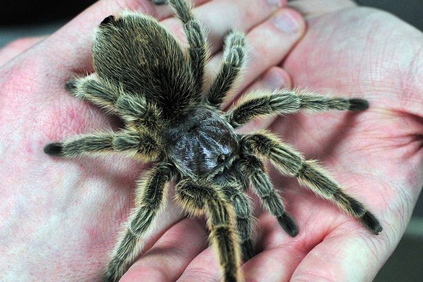 PAY Tarantula - Женщина завела 50 тарантулов чтобы победить боязнь пауков