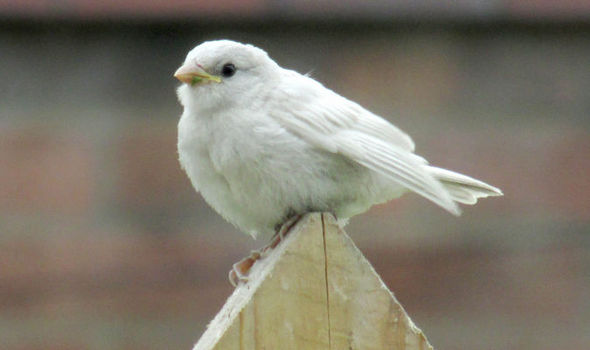 White sparrow 685991 - В Великобритании обнаружен редкий вид воробья
