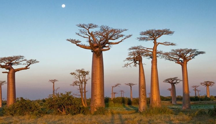 15 самых необычных деревьев в мире