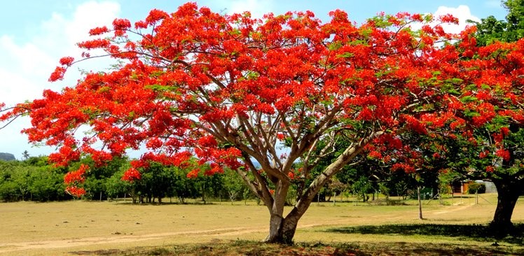 15 самых необычных деревьев в мире