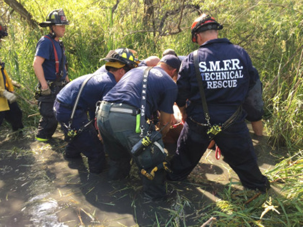 Пожарные спасли жизнь лошади, застрявшей в болоте