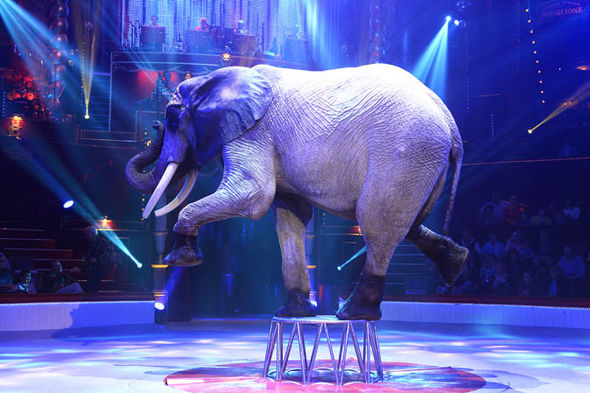 elephant 583427 - Деятельность зоопарков и цирков будет прекращена на международном уровне