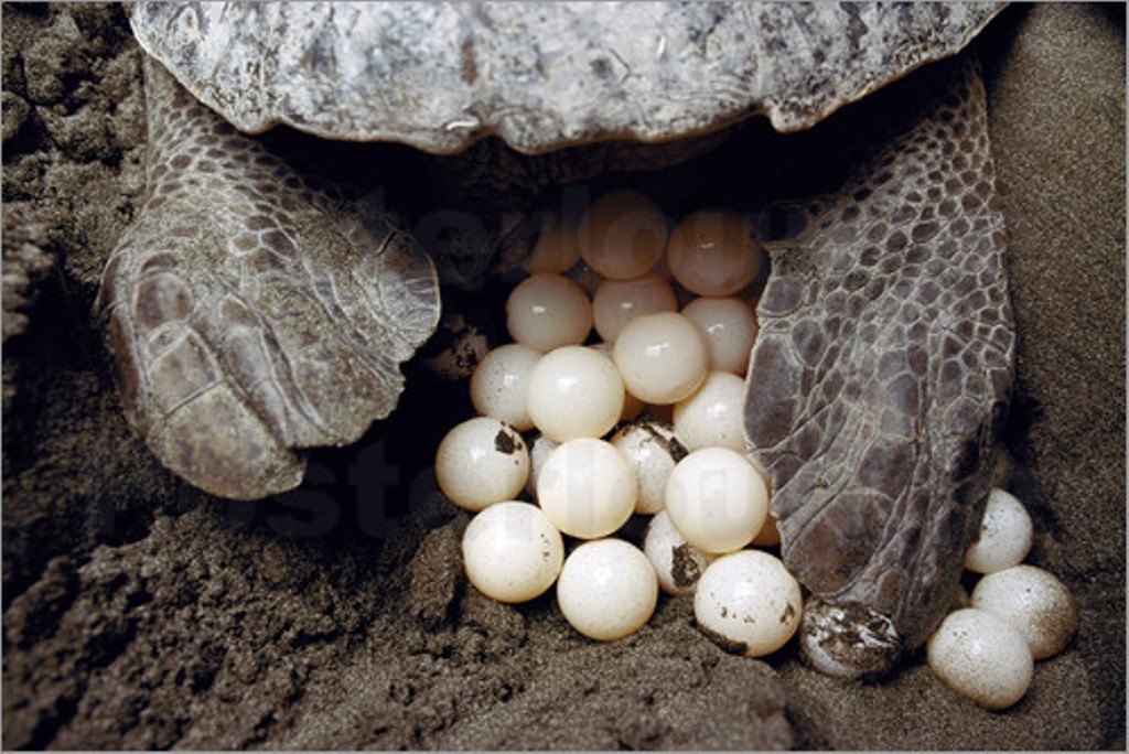 poster frisch gelegte schildkroeteneier 152451 - Ученые при помощи 3D-принтера создали искусственные черепашьи яйца для поимки браконьеров