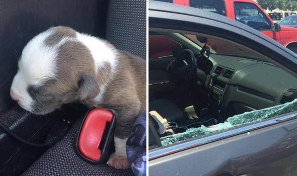 puppy 685409 - Сотрудник полиции нарушил закон чтобы спасти щенка